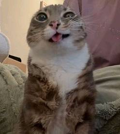 картинка двасярики от Квест Батл